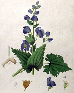 Atis, Ativisha (Aconitum Heterophyllum)