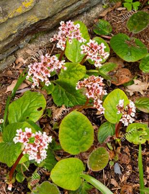 bergenia-shilafoda