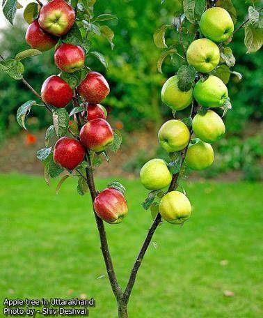 peach-aadu-fruit-benefits