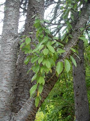 padam-tree-payaan