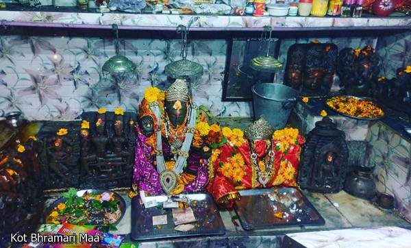 kot bhramari maa