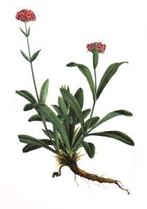 Nardostachys Jatamansi