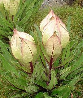 brahmakamal