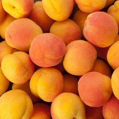 apricot kumbani